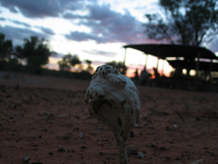 A mushroom in the desert