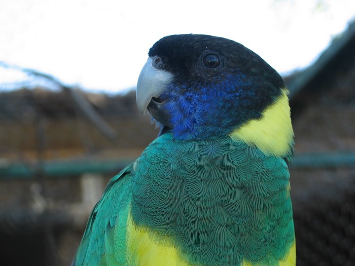 An Australian parrot