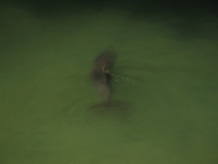 Dolphins feeding at Tangalooma