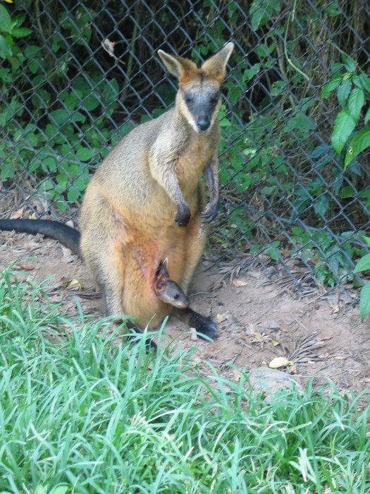 A kangaroo and its baby
