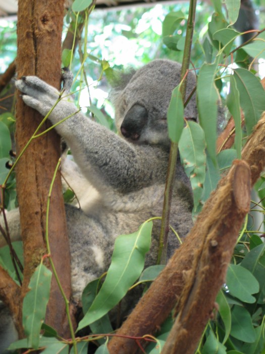 A sleepy koala