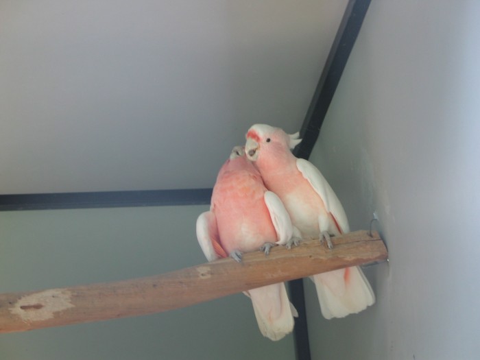 A couple of Pink Cockatoo