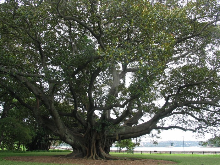 A fig tree