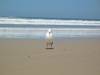 A gull on the beach