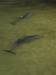 Dolphins feeding at Tangalooma