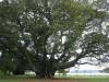 A fig tree