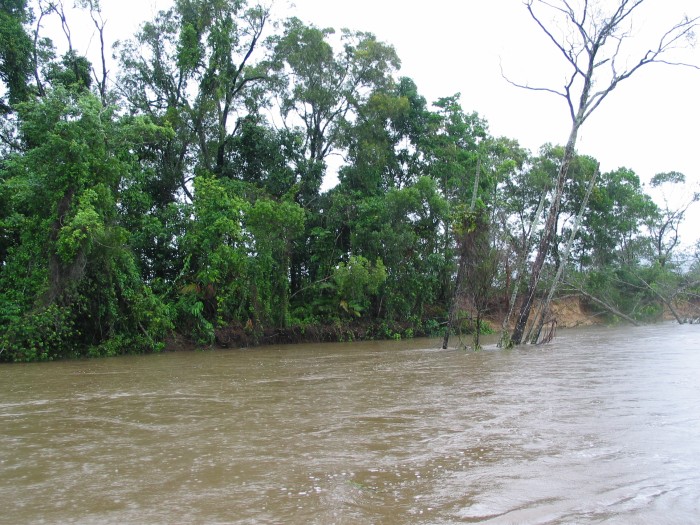 Daintree River