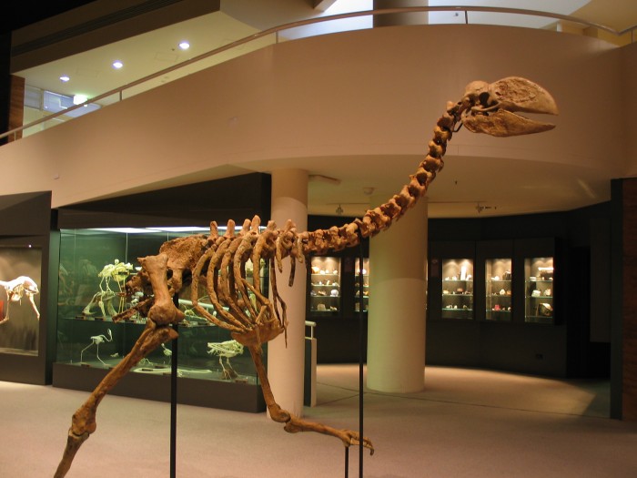 Museum of Central Australia: Dromornis stirtoni
