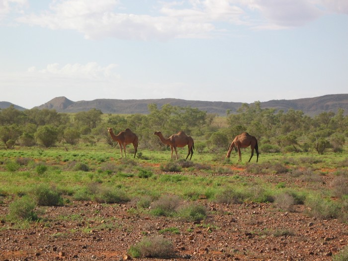 Free camels