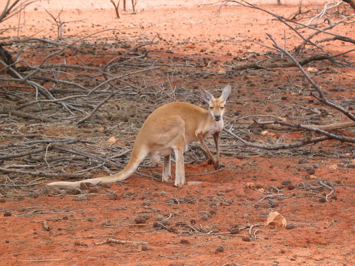 Kangaroo