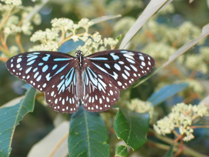 Euploea core corinna