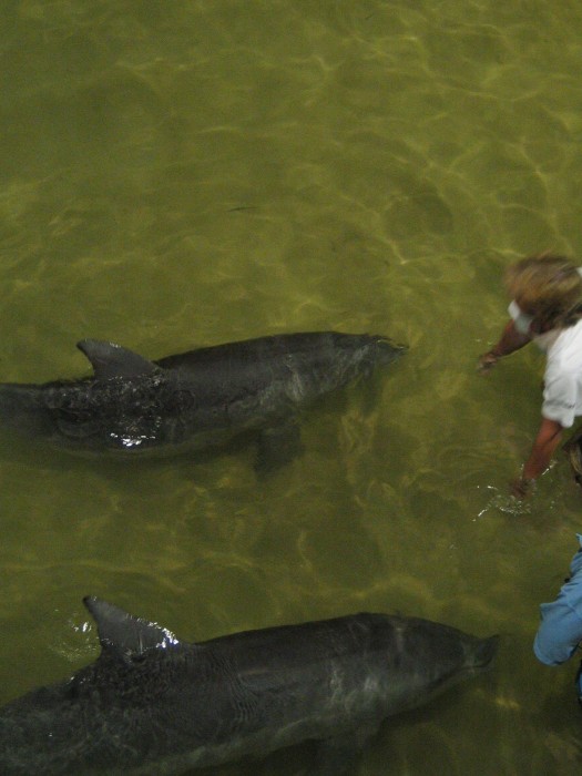 Dolphins feeding at Tangalooma