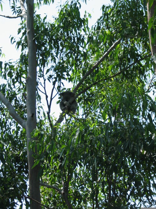 Koala in the Lone Pine Koala sanctuary