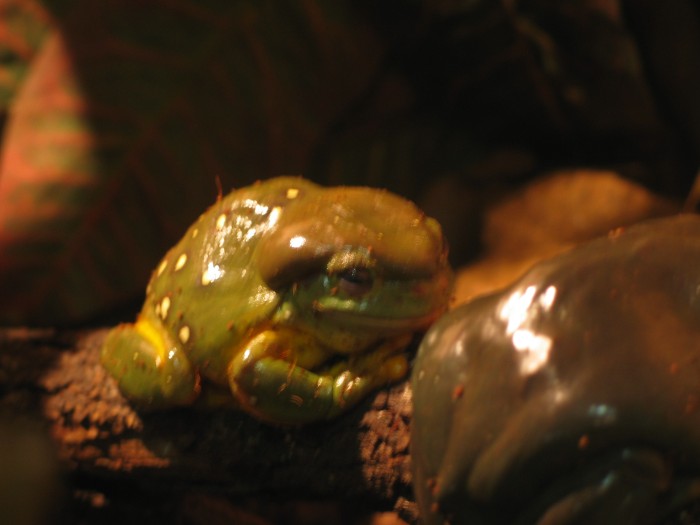 A frog