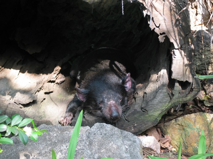 Tasmania Devil