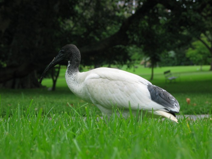 Sacred Ibis in the Royal Botanic Gardens