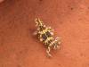 Thorny devil