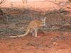 Kangaroo