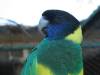 An Australian parrot