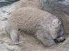 A wombat