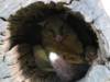 Possum