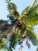 Coconut palm