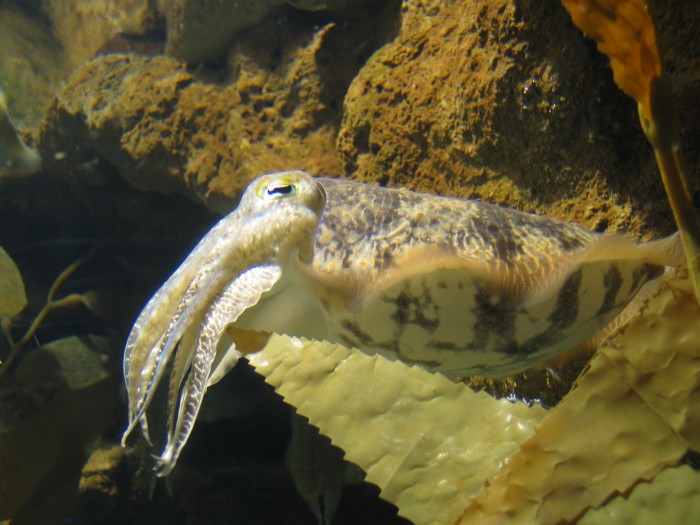 Cuttlefish
