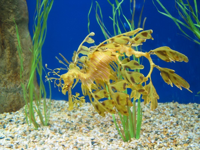 Leafy Sea Dragon 