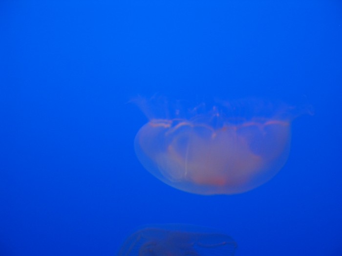 Jellyfish