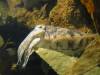 Cuttlefish